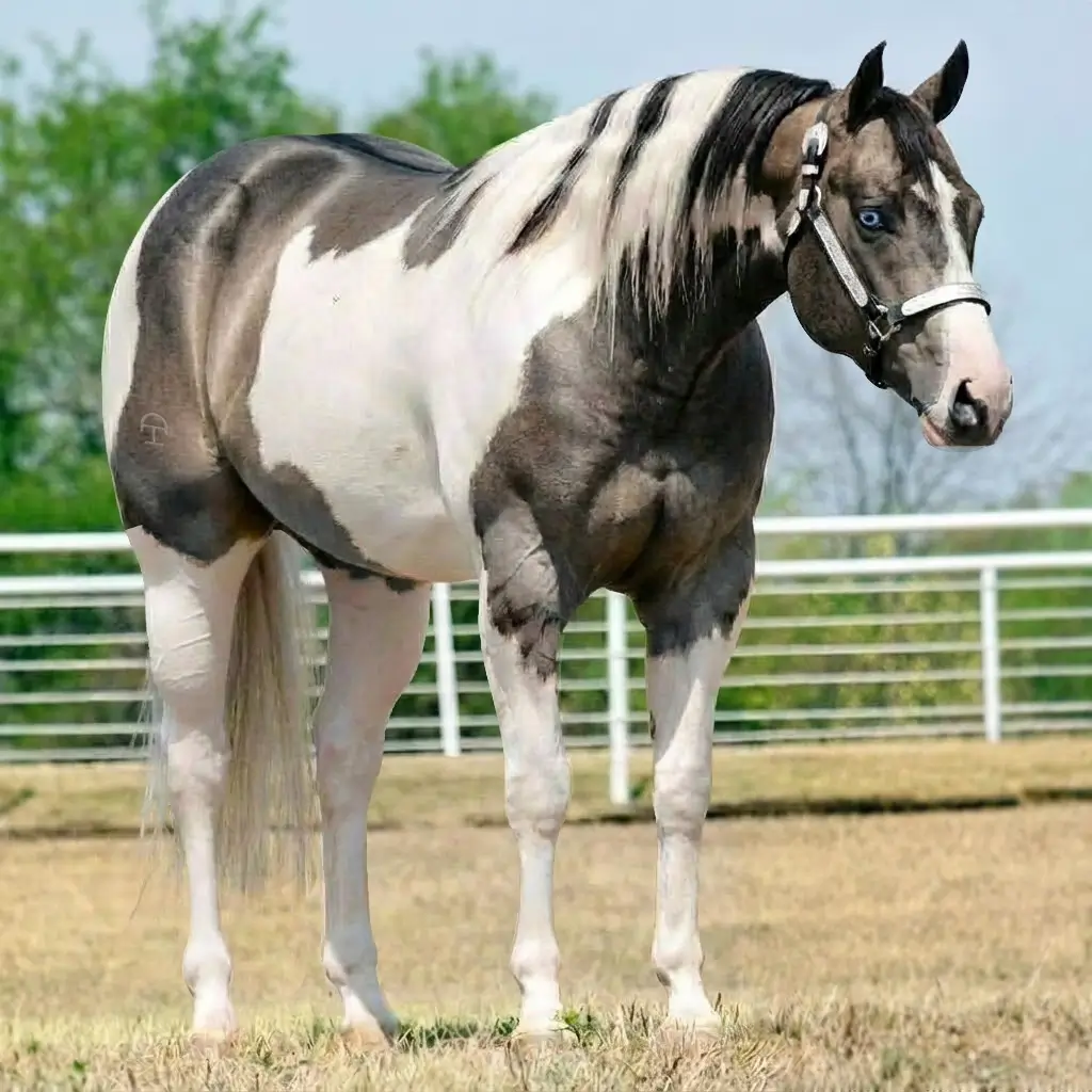 Paint Dun Black