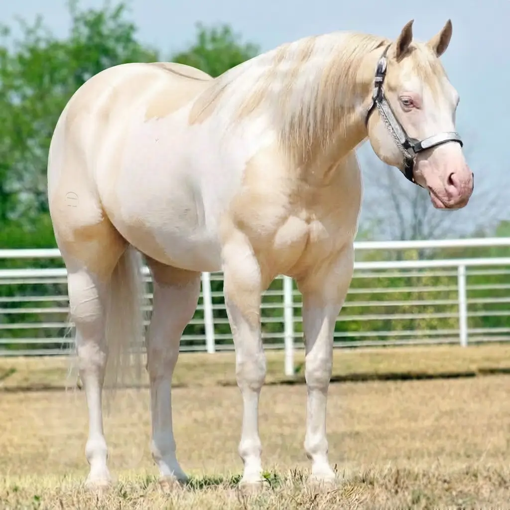Paint Dun Cremello