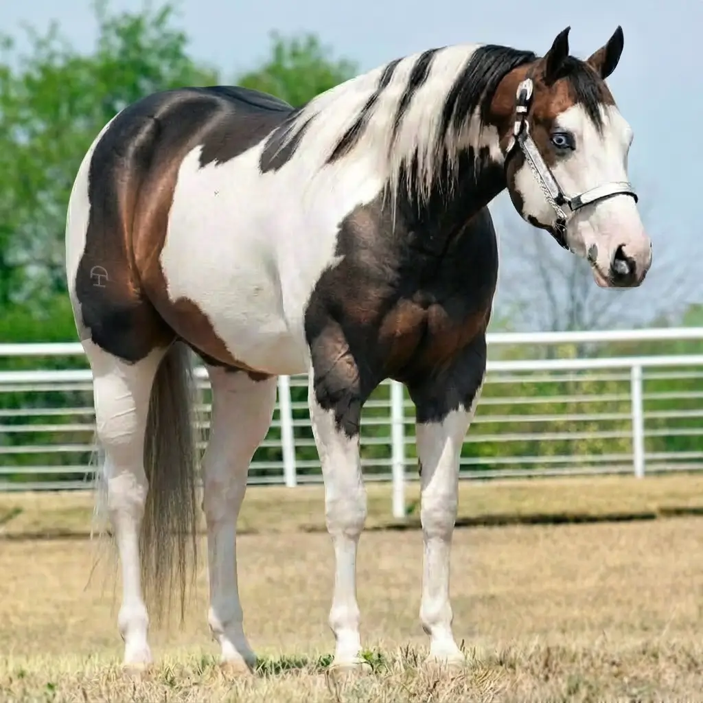 Paint Dun Dark Brown