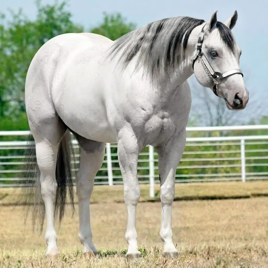 Paint Gray Black
