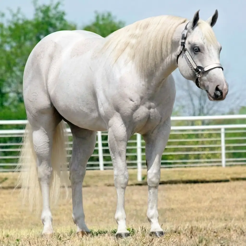 Paint Gray Chestnut