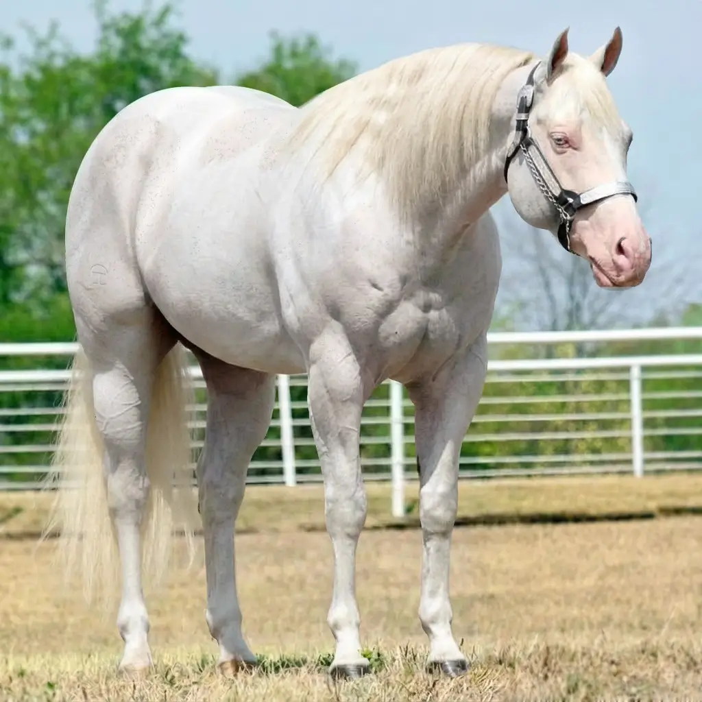 Paint Gray Cremello