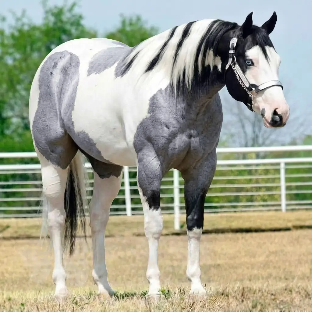 Paint Roan Black