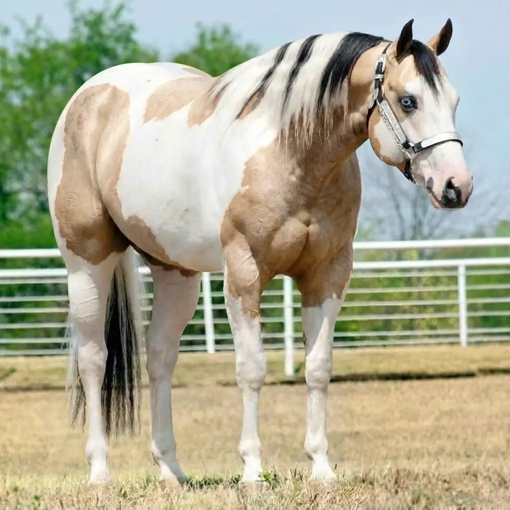 Paint Roan Buckskin