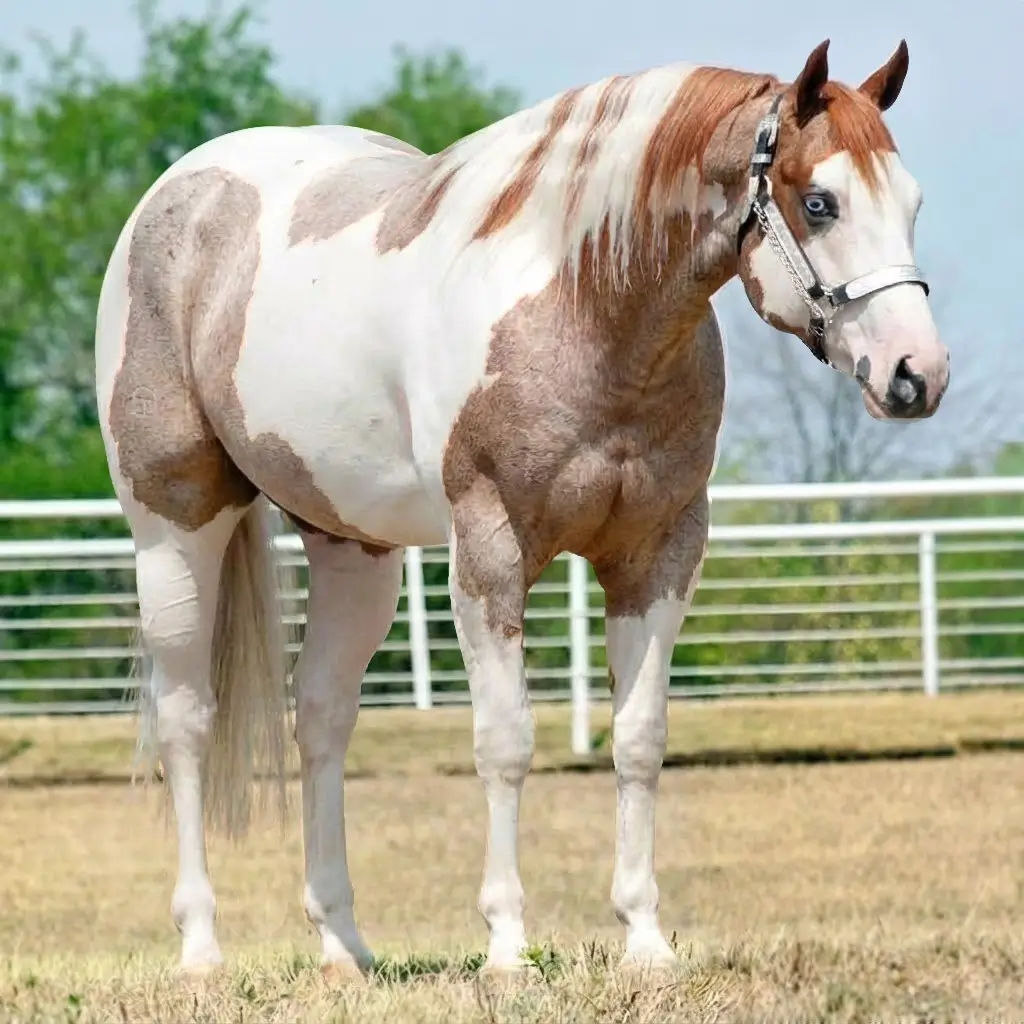 Paint Roan Chestnut