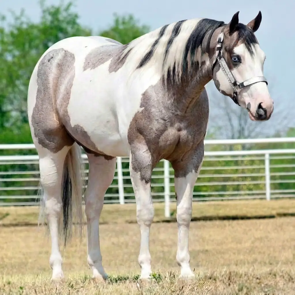 Paint Roan Dark Brown