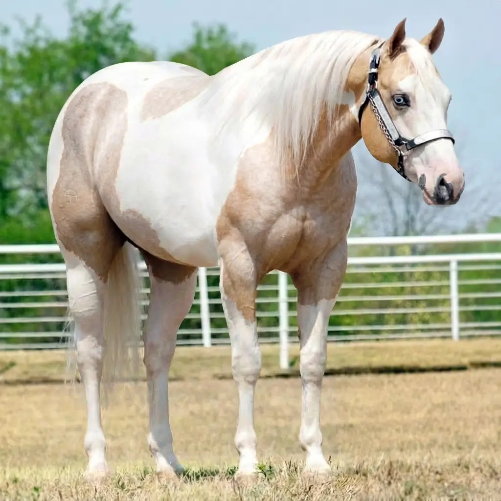 Paint Roan Palomino