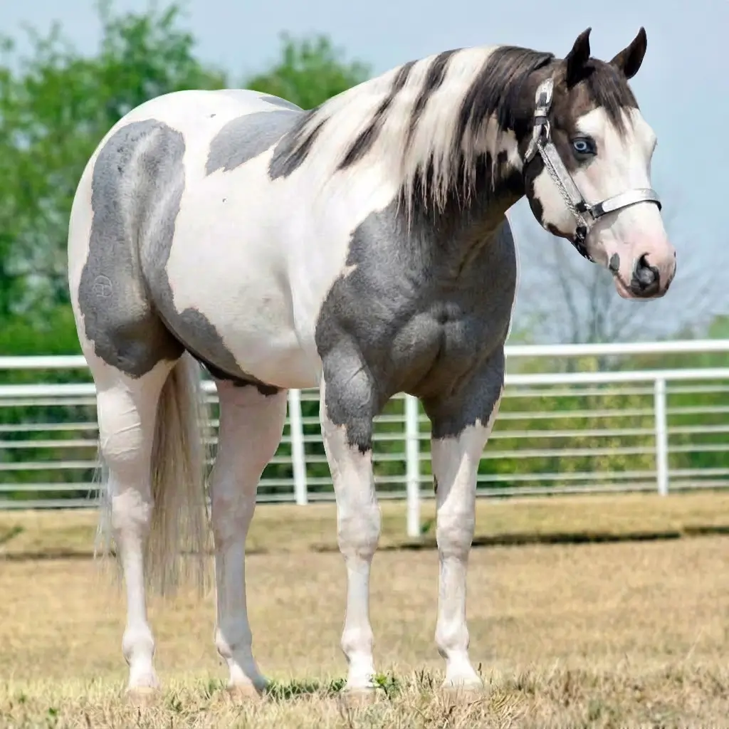 Paint Roan Smoky Black