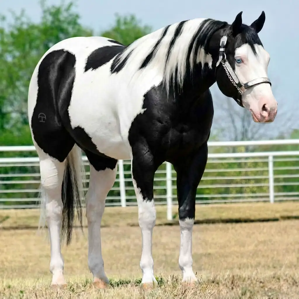 Paint Splash White Black