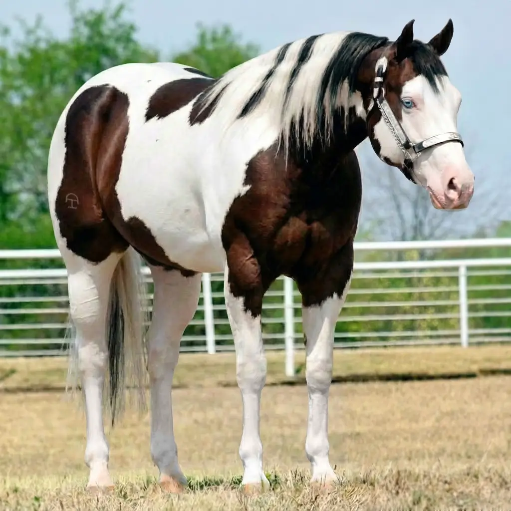 Paint Splash White Dark Brown