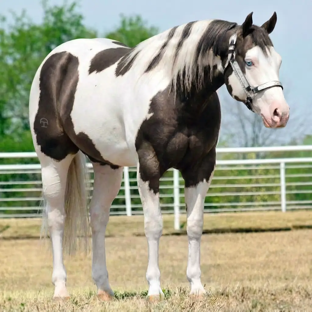 Paint Splash White Smoky Black