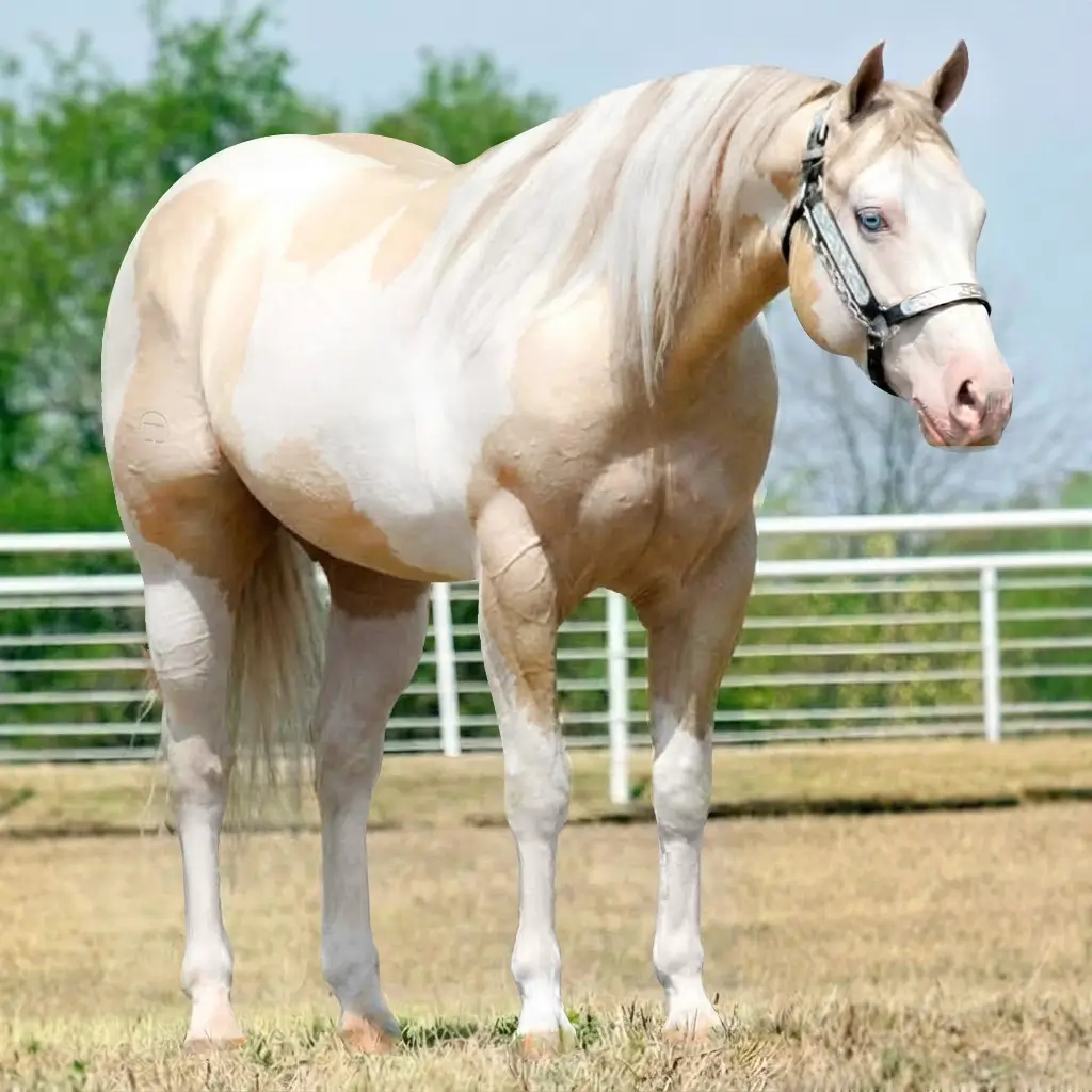 Paint Splash White Smoky Cream