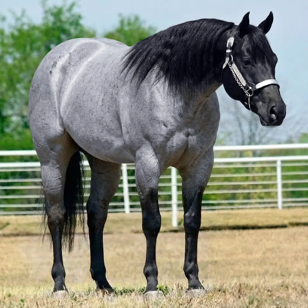 Roan Black
