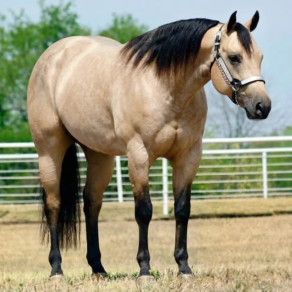 Roan Buckskin