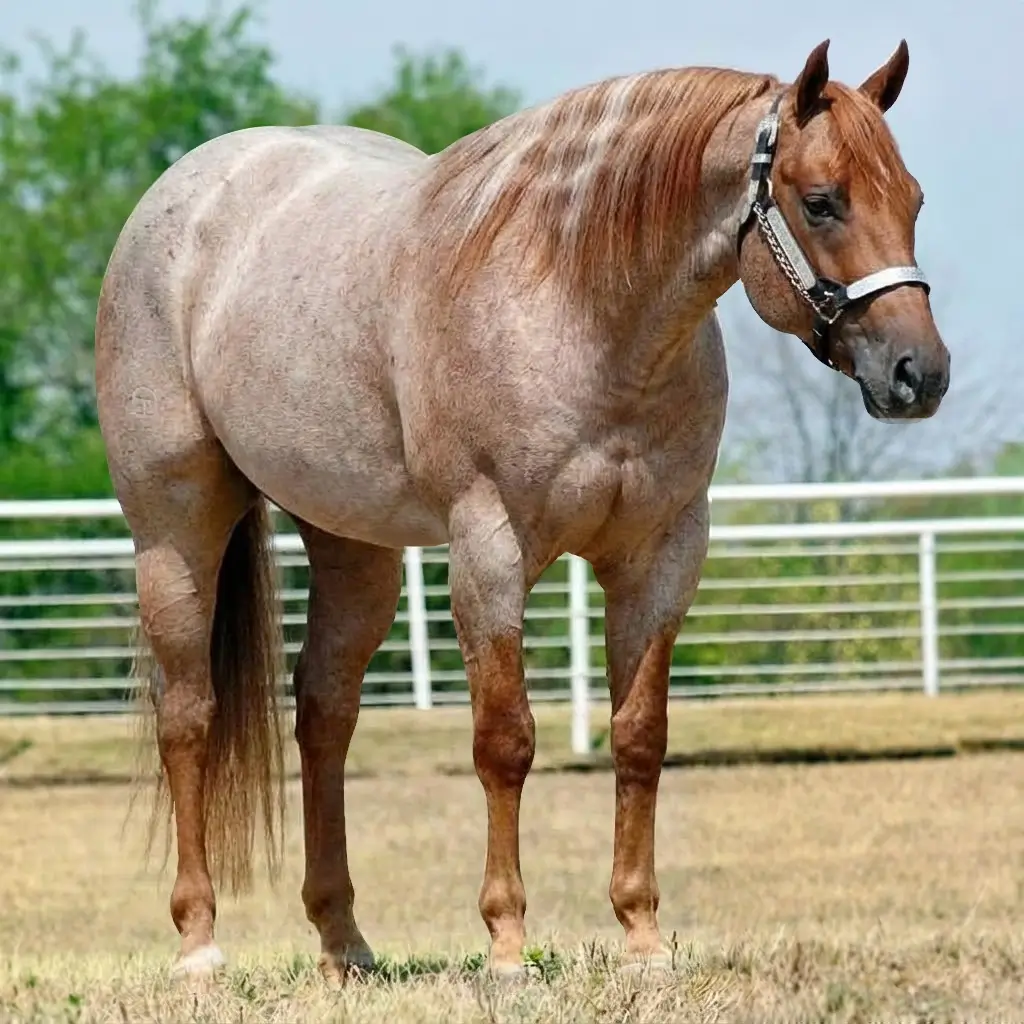 Roan Chestnut