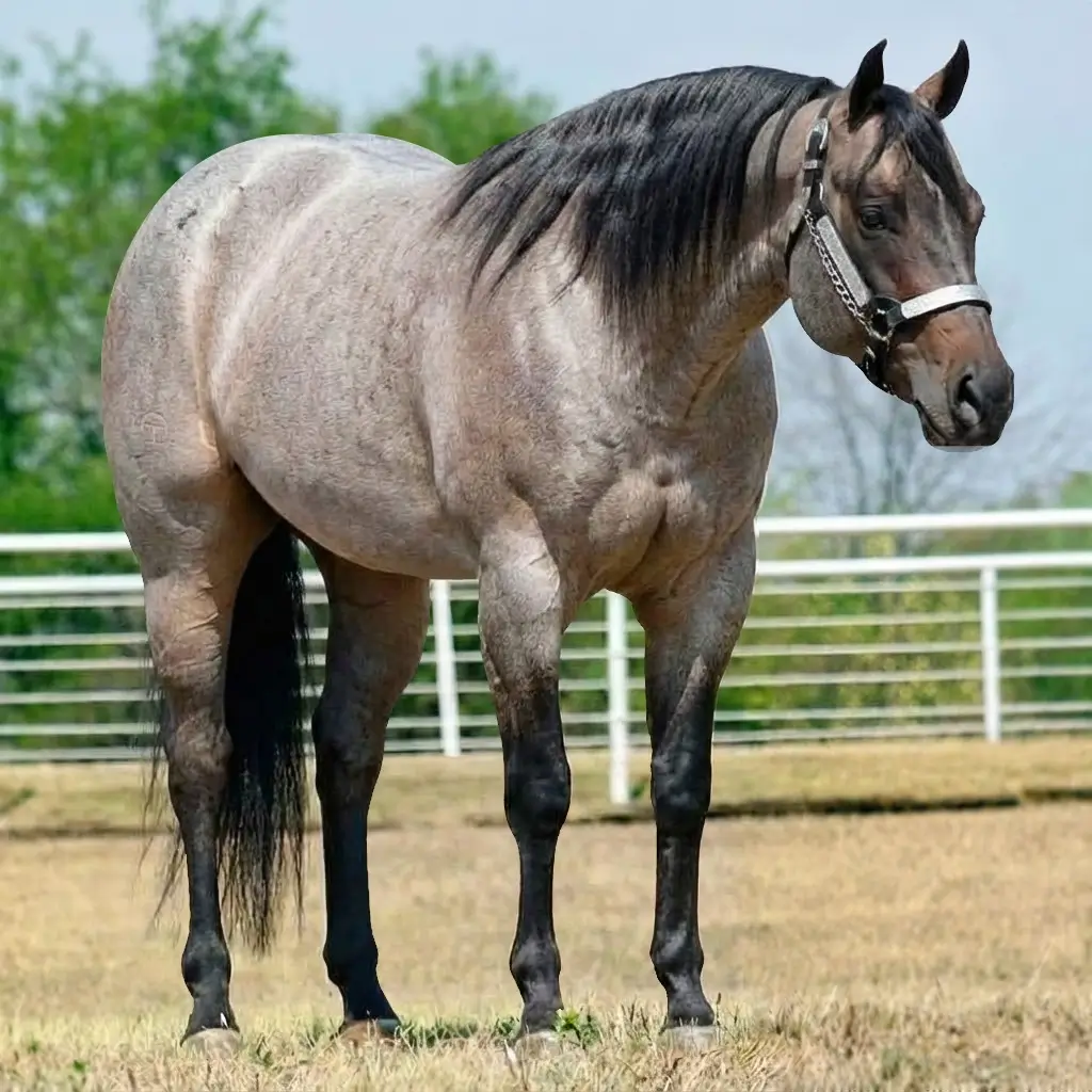 Roan Dark Brown