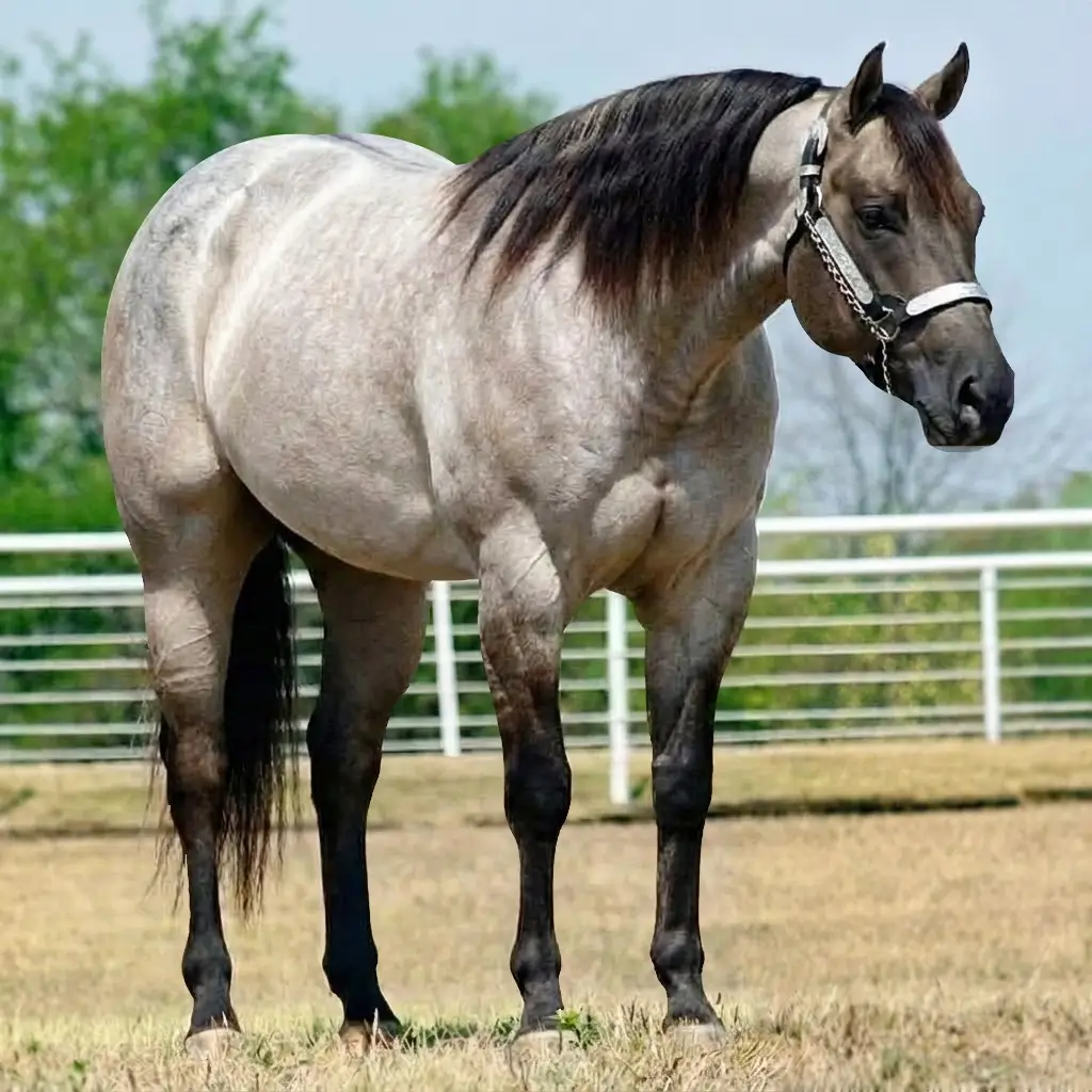 Roan Dun Black