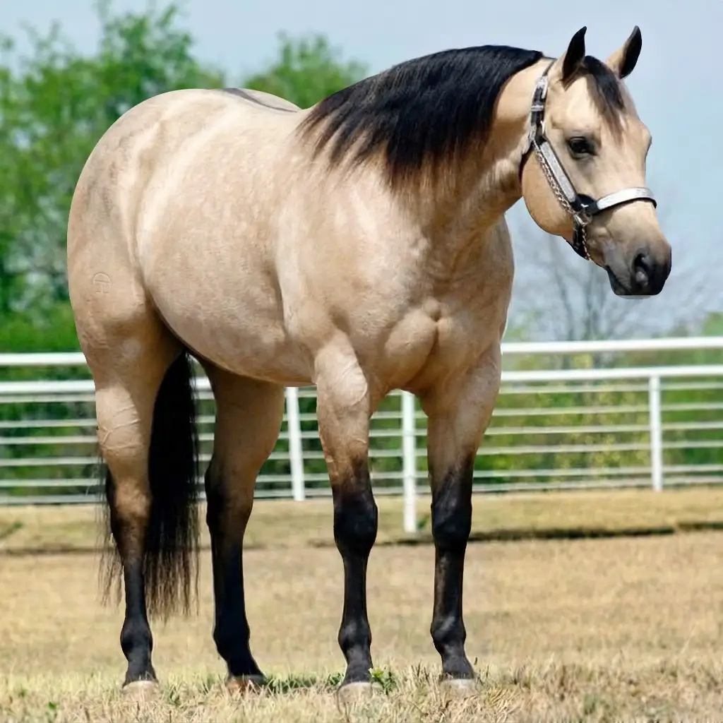 Roan Dun Buckskin