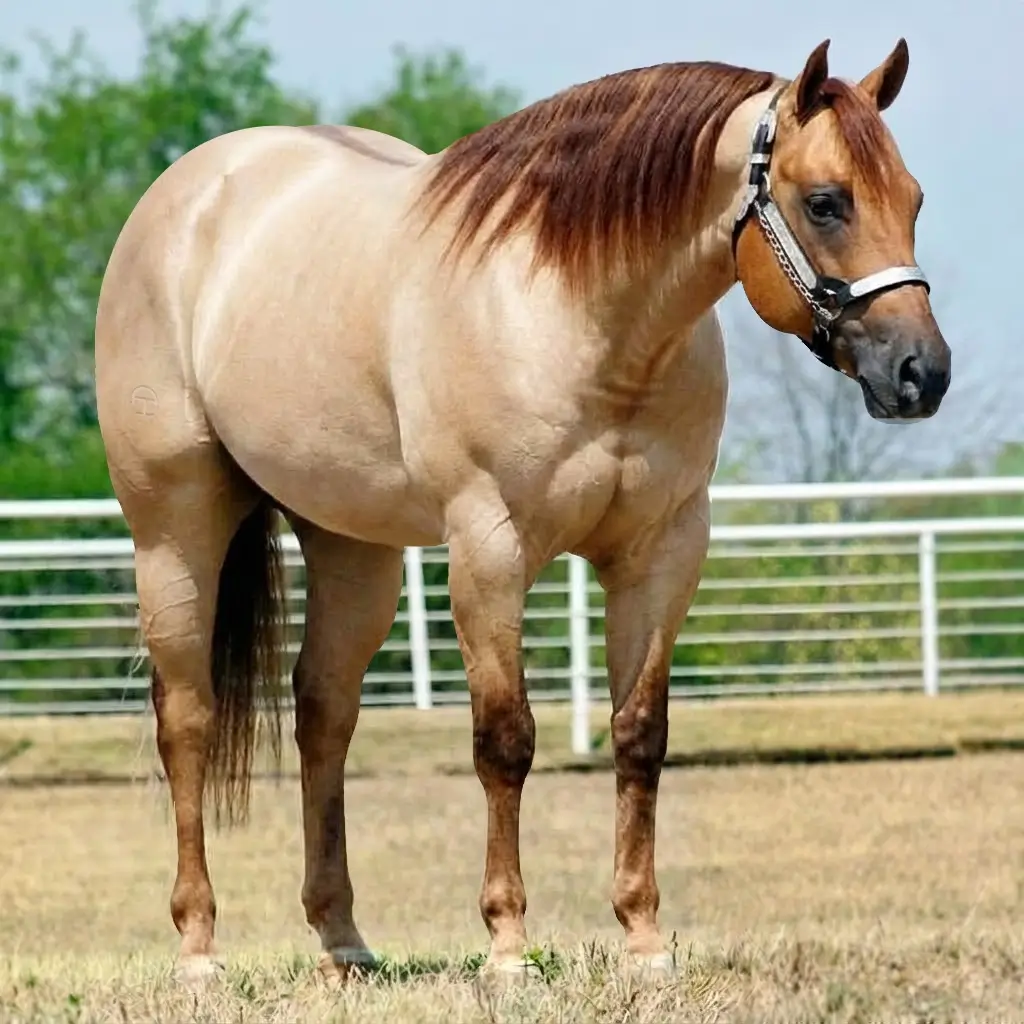 Roan Dun Chestnut