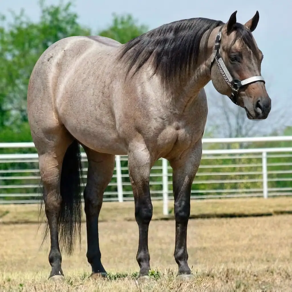 Roan Dun Dark Brown