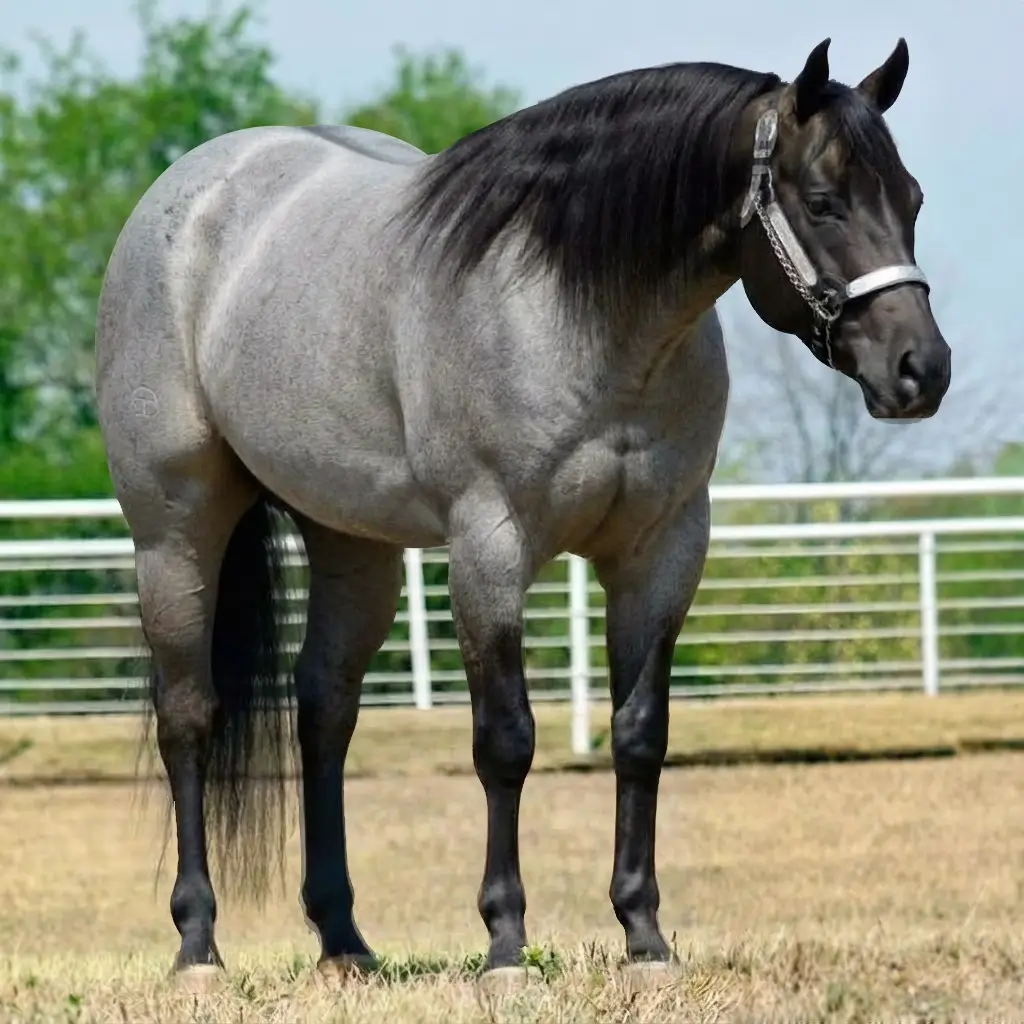 Roan Dun Smoky Black