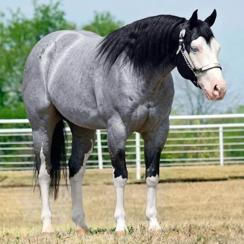 Roan Splash White Black
