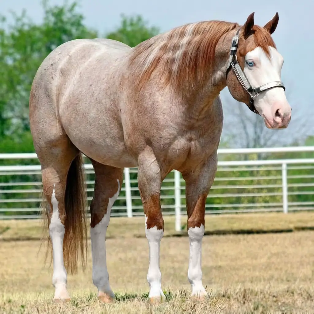 Roan Splash White Chestnut