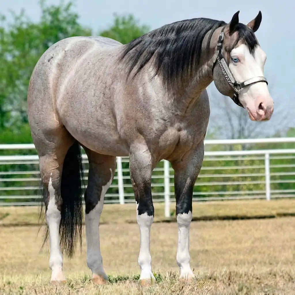 Roan Splash White Dark Brown