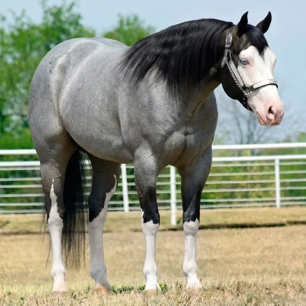 Roan Splash White Smoky Black