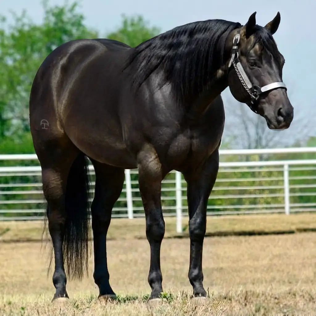 Smoky Black