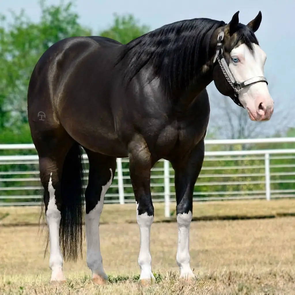 Splash White Smoky Black
